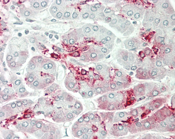 GALNT9 Antibody (Center)