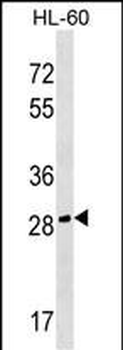CGREF1 Antibody (C-term)