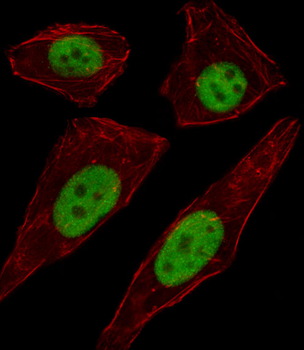 TFAP2D Antibody (C-term)