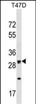 OR1M1 Antibody (C-term)