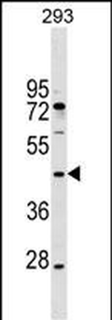 MAEA Antibody (N-term)