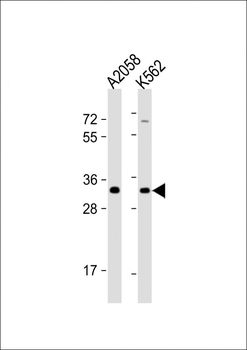 OR8J3 Antibody (C-term)