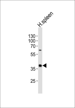 CD40 Antibody (C-term)