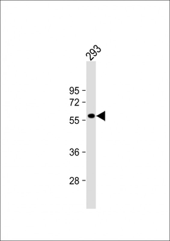 RASGEF1C Antibody (N-term)
