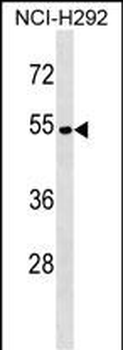 ATP6V1C2 Antibody (Center)
