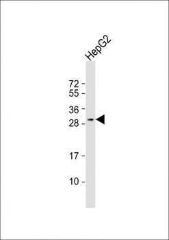 CELA1 Antibody (N-term)