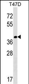 NTAN1 Antibody (C-term)