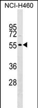 SLC36A3 Antibody (N-term)