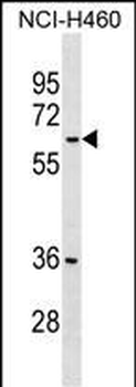 MDH1B Antibody (Center)