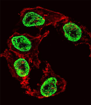 ARGFX Antibody (Center)