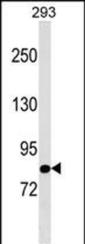 TBC1D10B Antibody (C-term)