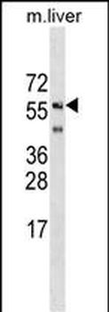 SHOC2 Antibody (N-term)