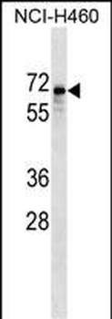 SNTB1 Antibody (Center)