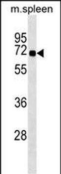 SNTB1 Antibody (Center)