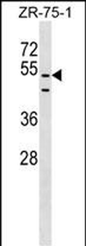 PDZD3 Antibody (Center)