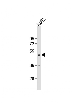 RNF133 Antibody (Center)