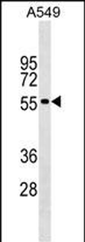 GLDN Antibody (Center)