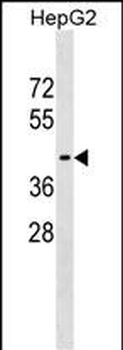 WIPI1 Antibody (Center)
