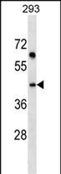 SDF4 Antibody (C-term)