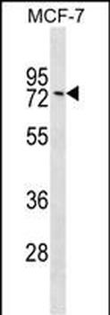 GNL1 Antibody (Center)