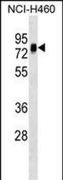 NAP1L3 Antibody (C-term)