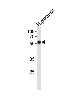 ZNF71 Antibody (N-term)