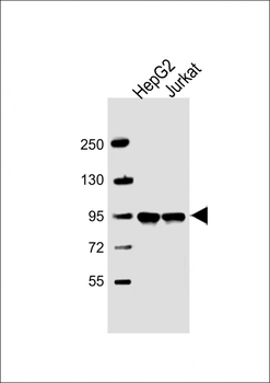 PPFIBP1 Antibody (Center)