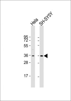 HLF Antibody (C-term)