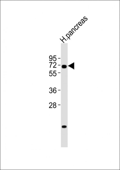 RBPJ Antibody (N-term)