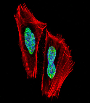 RBPJ Antibody (N-term)