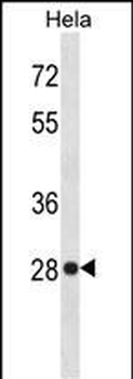 HMGB1 Antibody (C-term)