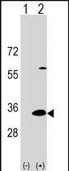 DAPP1 Antibody (C-term)