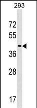 FAM43A Antibody (N-term)
