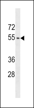 ACTL9 Antibody (N-term)