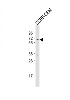 MSL2 Antibody (N-term)