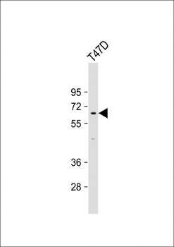 LCORL Antibody (Center)