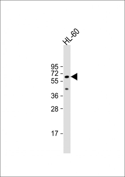 AOAH Antibody (Center)