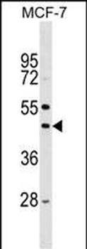 Mouse Stk32a Antibody (C-term)