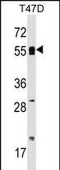 POLA2 Antibody (Center)