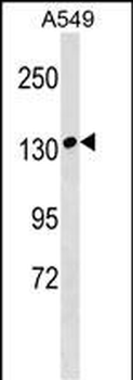 MYBPC1 Antibody (Center)