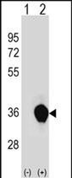 UNKL Antibody (N-term)