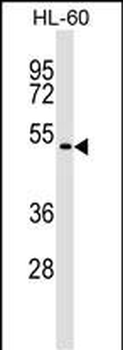 GSG1 Antibody (C-term)
