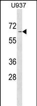 ASB2 Antibody (N-term)