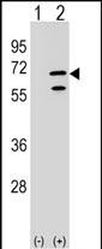 POLR3C Antibody (Center)