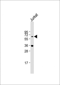 TRAFD1 Antibody (C-term)