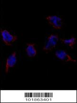 Bmp7 Antibody (N-term)
