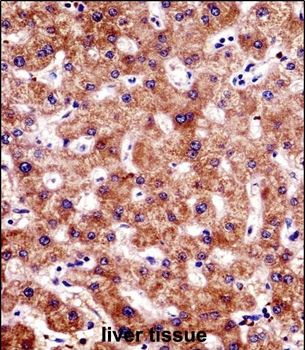 BCL7B Antibody (C-term)