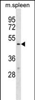 TBX20 Antibody (C-term)