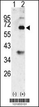 Bmp3 Antibody (N-term)