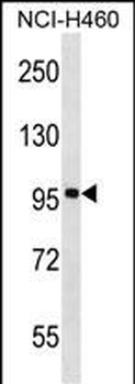 FBXL13 Antibody (C-term)